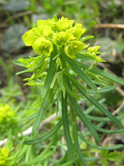 Euphorbia Cyparrisias - Zypressenwolfsmilch
